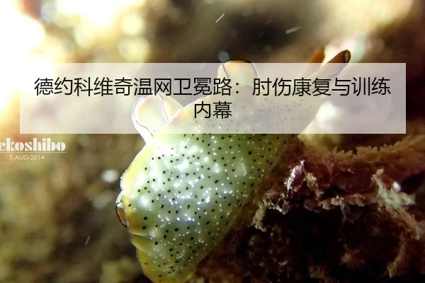 德约科维奇温网卫冕路：肘伤康复与训练内幕